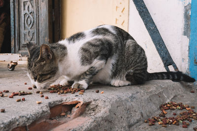 Cat resting