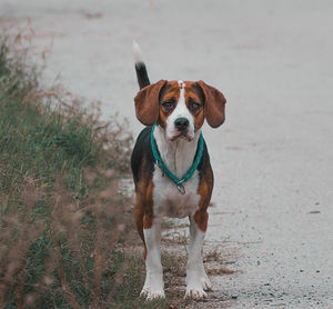 Portrait of dog standing on land