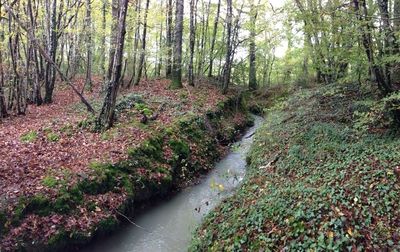 Footpath passing through forest