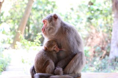 Close-up of monkeys