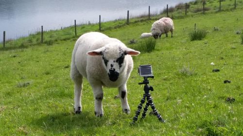 Portrait of sheep on grassy field