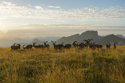 Scenic view of ibexes against sky during sunset