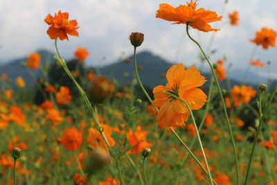 Close-up of orange poppy flowers blooming in field