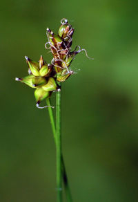 Close-up of insect on plant