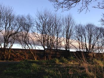 Bare trees on field