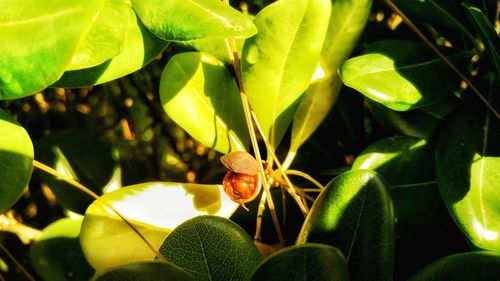 Close-up of insect on plant