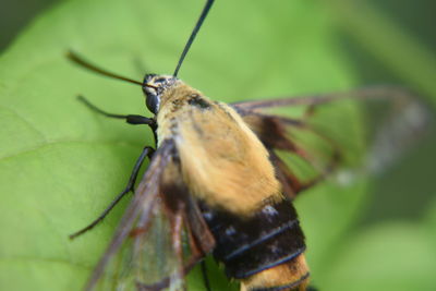 Close-up of butterfly on leaf