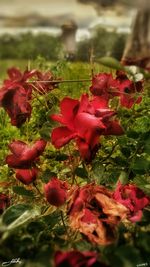 Close-up of red flower