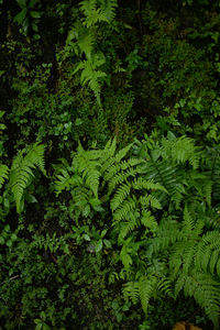 High angle view of fern leaves
