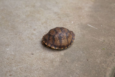 High angle view of shell on land