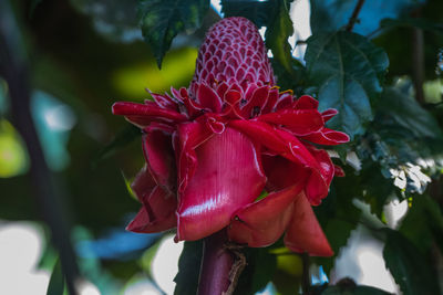 Close-up of pink flower blooming outdoors