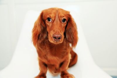 Close-up portrait of a dog