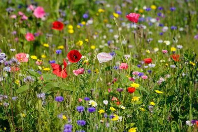 View of poppy flowers in field