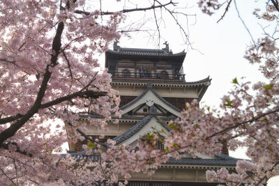 Low angle view of flowering tree by building