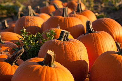 Close-up of pumpkins for sale on field 