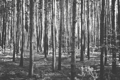 Trees in forest