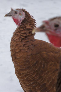 Close-up of bird