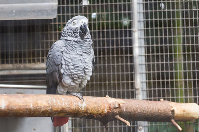 Close-up of parrot in cage