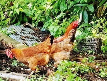 Close-up of rooster in farm