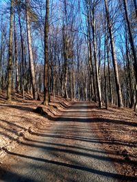 Dirt road along bare trees in the forest