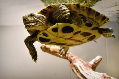 Close-up of lizard on wood