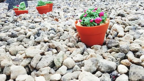 Close-up of potted plant on stone