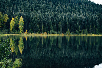 Panoramic view of pine trees in lake against sky