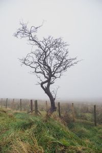 Bare tree on field against sky