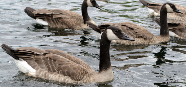 Ducks swimming in lake