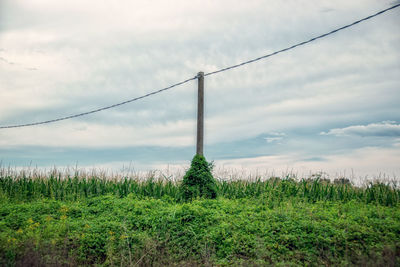 Plants on field against sky