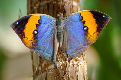 Close-up of butterfly on flower