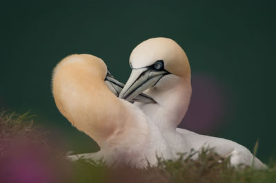 Close-up of northern gannets
