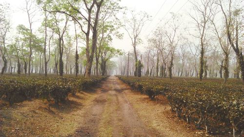 Road passing through forest