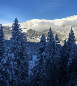 Pine trees on snowcapped mountain against sky