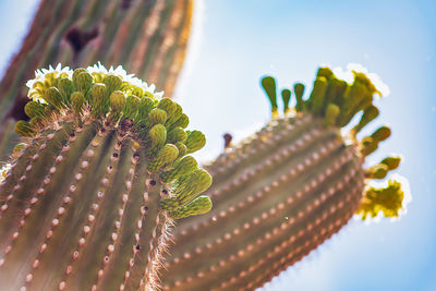 Saguaro cactus in the arizona desert