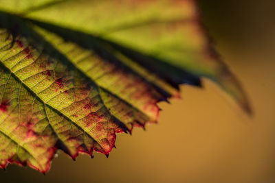 Close-up of autumnal leaves