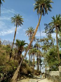 Palm trees on beach against sky