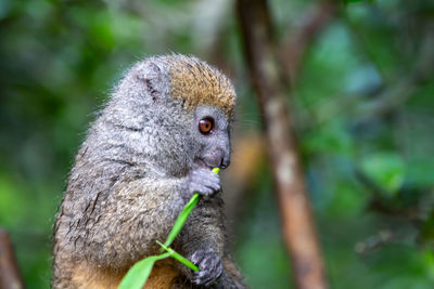 Close-up of monkey eating food