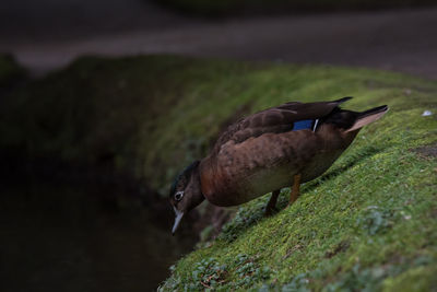 Side view of a bird on field