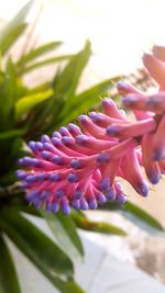Close-up of flower