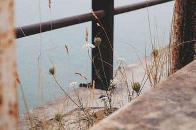 Close-up of plants at beach against sky