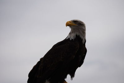 Low angle view of eagle against clear sky