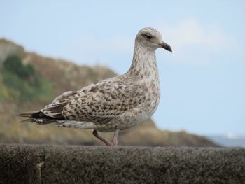 Close-up of seagull perching on retaining wall against sky