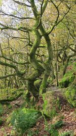 View of tree in forest