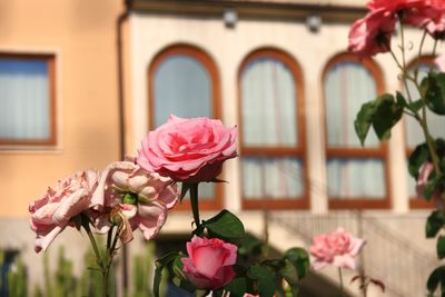 Close-up of pink roses on plant against building
