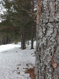 Trees on snow covered landscape