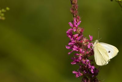 Close-up of butterfly pollinating on pink flower