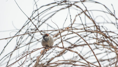 Low angle view of bird perching on tree