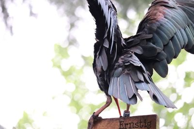 Low angle view of pigeon perching on a tree