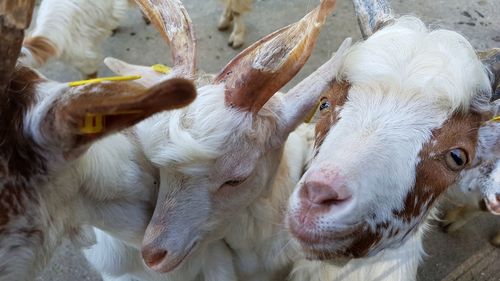 Close-up portrait of sheep